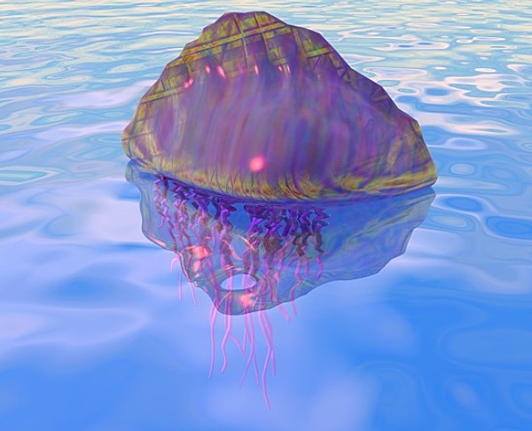 3d portuguese man-o-war model - Portuguese Man-O-War by GraphicGuru