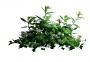 Bush_01.tga