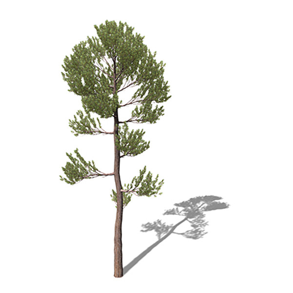 xfrogplants scotch pine tree 3d model - XfrogPlants Scotch Pine by xfrog