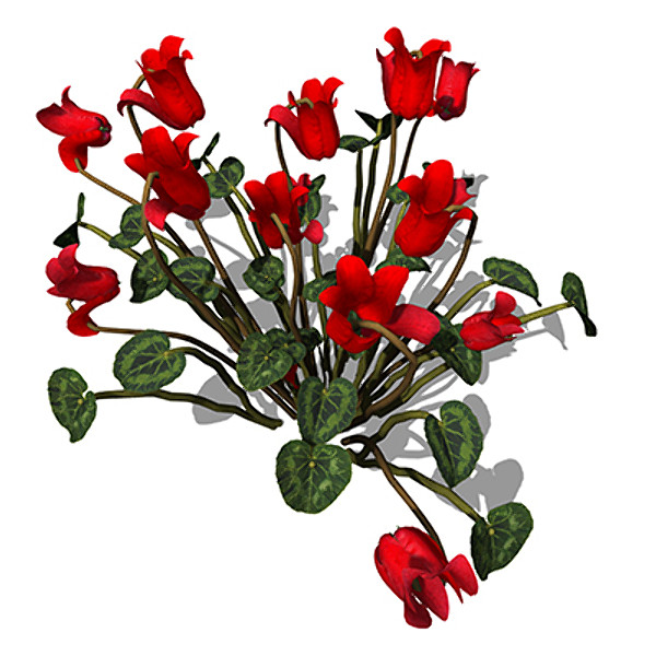 3d model xfrogplants cyclamen plant - XfrogPlants Cyclamen by xfrog