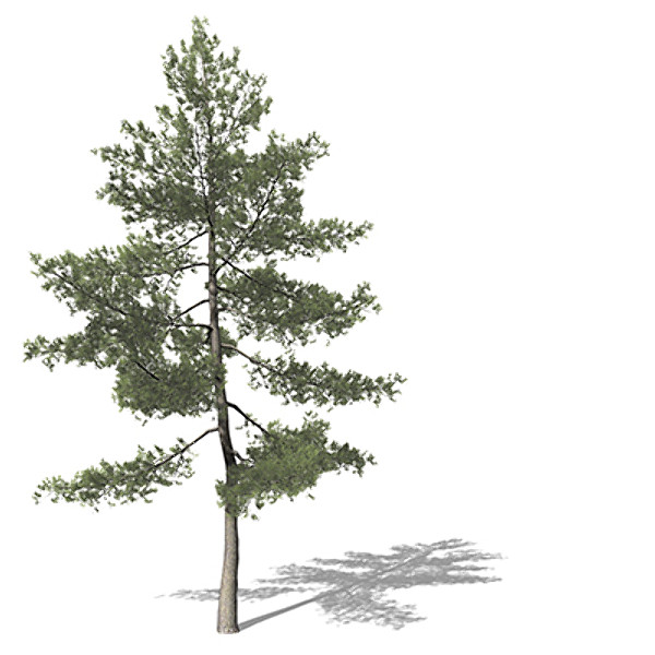 xfrogplants eastern white pine 3d model - XfrogPlants Eastern White Pine by xfrog