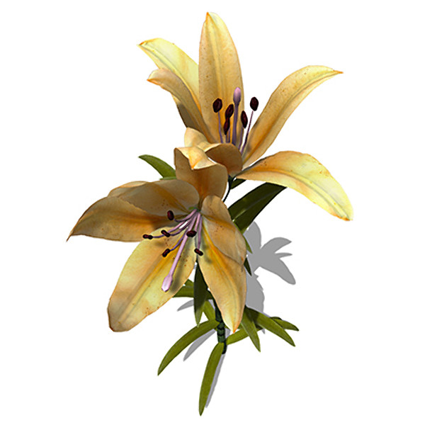 xfrogplants lily plant flowers 3ds - XfrogPlants Lily by xfrog