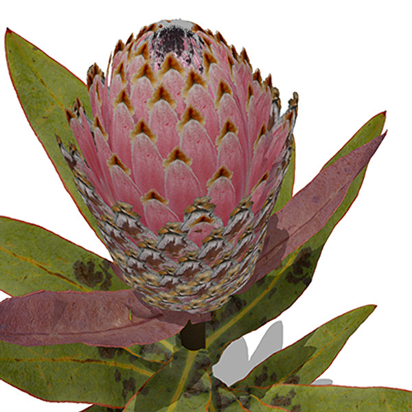 3ds max xfrogplants king protea plant - XfrogPlants King Protea by xfrog