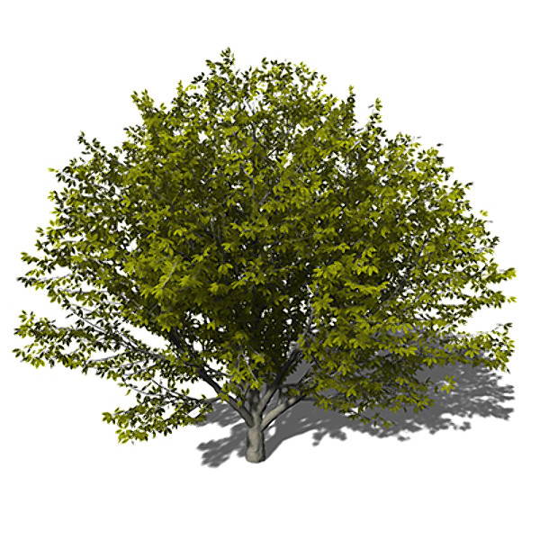 xfrogplants nikko maple tree 3d 3ds - XfrogPlants Nikko Maple by xfrog