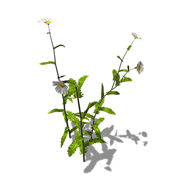 xfrogplants oxeye daisy plant 3ds - XfrogPlants Oxeye Daisy GC by xfrog
