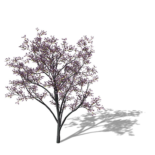 xfrogplants judas tree 3d max - XfrogPlants Judas Tree by xfrog