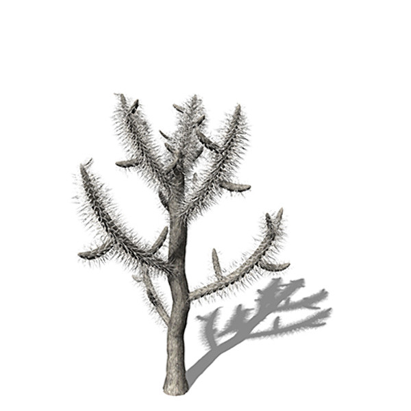 xfrogplants jumping cholla plant 3d model - XfrogPlants Jumping Cholla by xfrog