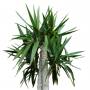 Palm_33.tga