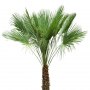 Palm_09.tga