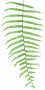Branch_tropic_11.tga