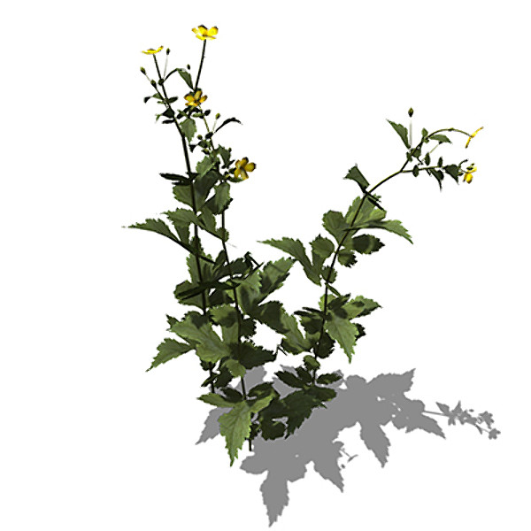 xfrogplants geum urbanum plant max - XfrogPlants Geum urbanum by xfrog