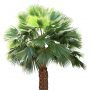 Palm_36.tga