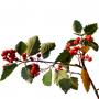 Branch_s_14.tga