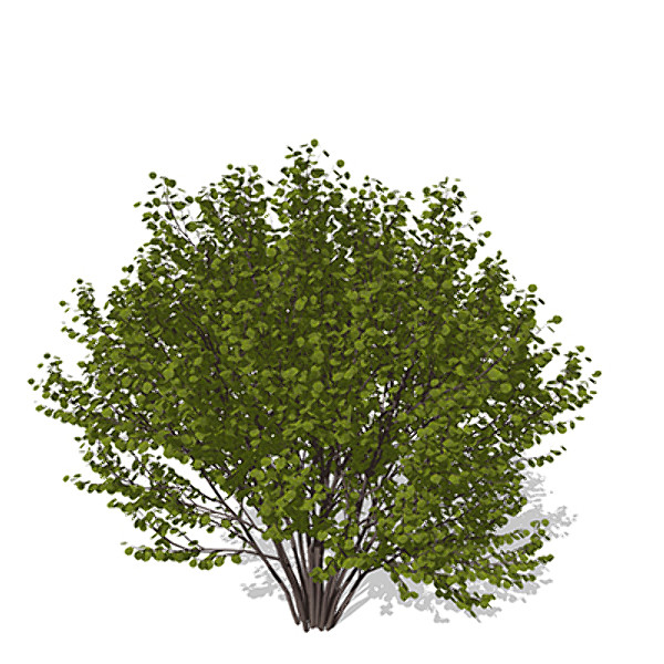 xfrogplants hazel shrub tree plant 3d model - XfrogPlants Hazel by xfrog