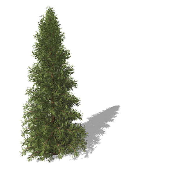 3d model of xfrogplants western red cedar - XfrogPlants Western Red Cedar by xfrog
