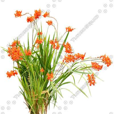 Flowers_N_05.tga