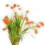 Flowers_N_05.tga