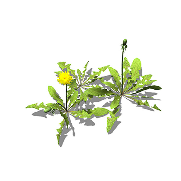 3d xfrogplants dandelion plant - XfrogPlants Dandelion by xfrog