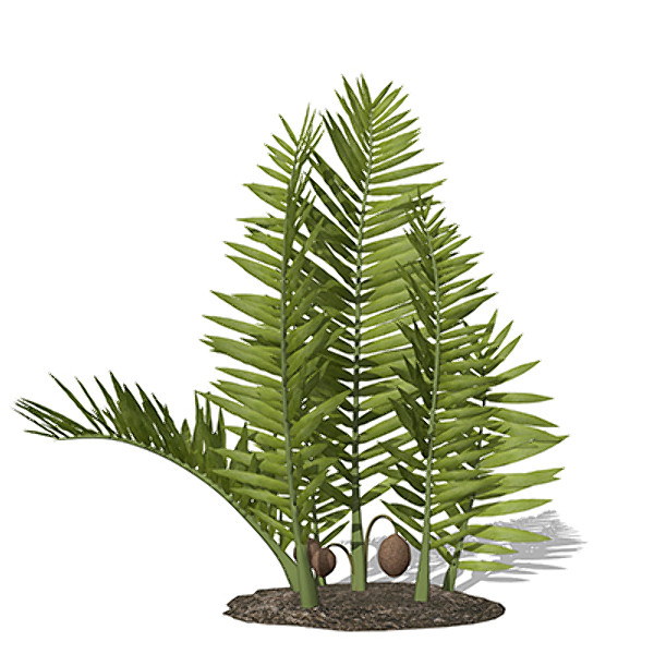 xfrogplants nipa palm plant 3d max - XfrogPlants Nipa by xfrog