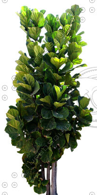 Tree_tropic_02.tga