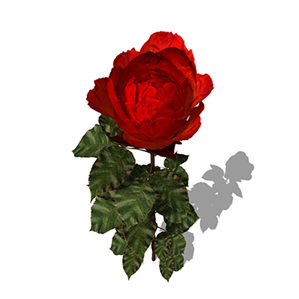 xfrogplants rose flowers 3d model - XfrogPlants Rose by xfrog
