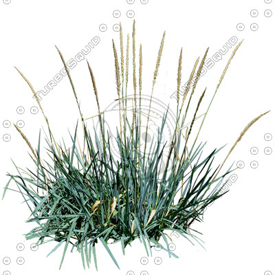 Grass_17.tga