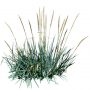 Grass_17.tga