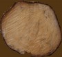 Log Cut.tga