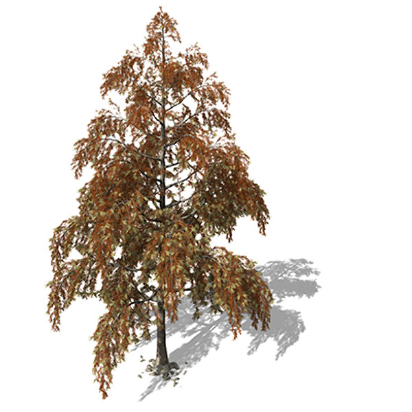 3dsmax xfrogplants autumn bald cypress - XfrogPlants Autumn Bald Cypress by xfrog