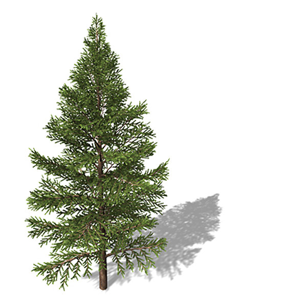 xfrogplants subalpine fir tree max - XfrogPlants Subalpine Fir by xfrog