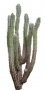 Desert_plants_25.tga