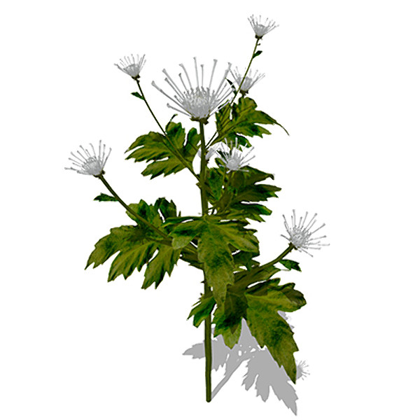 3d xfrogplants florist’s chrysanthemum x model - XfrogPlants Florist’s Chrysanthemum by xfrog