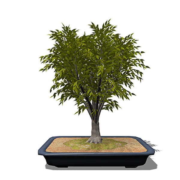 3d model xfrogplants bonsai japanese zelkova - XfrogPlants Bonsai Japanese Zelkova by xfrog