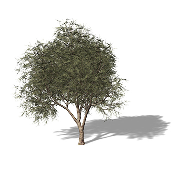 lightwave xfrogplants french tamarisk tree shrub - XfrogPlants French Tamarisk by xfrog