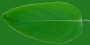 Tropic_21.tga