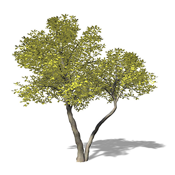 xfrogplants umbrella magnolia tree c4d - XfrogPlants Umbrella Magnolia by xfrog