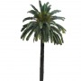 Palm_N_06.tga