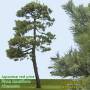 Japanese Red Pine 2 High Resolution