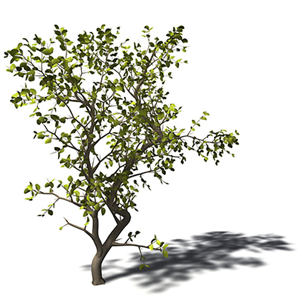 xfrogplants egyptian carissa tree 3ds - XfrogPlants Egyptian Carissa by xfrog
