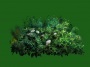 Bush_04.tga