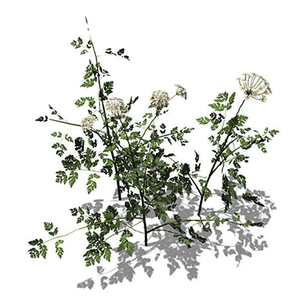 xfrogplants anthriscus sylvestris plant 3ds - XfrogPlants Anthriscus sylvestris by xfrog