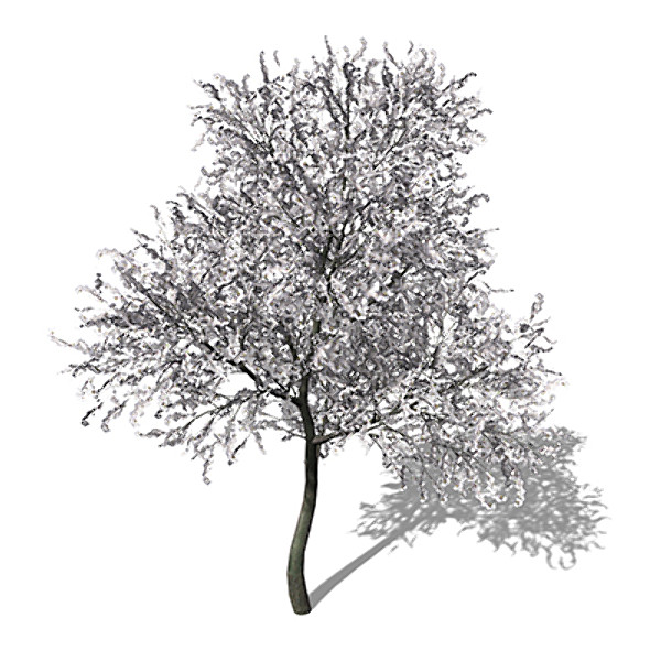 xfrogplants blossoming sour cherry tree max - XfrogPlants Blossoming Sour Cherry by xfrog