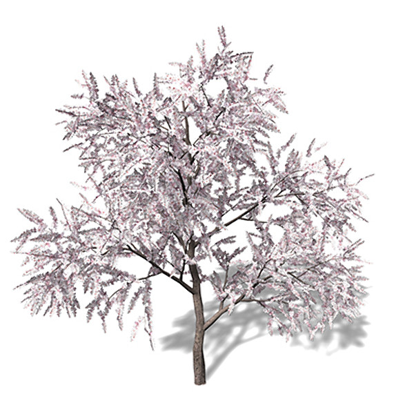 3d xfrogplants blossoming almond tree model - XfrogPlants Blossoming Almond Tree by xfrog