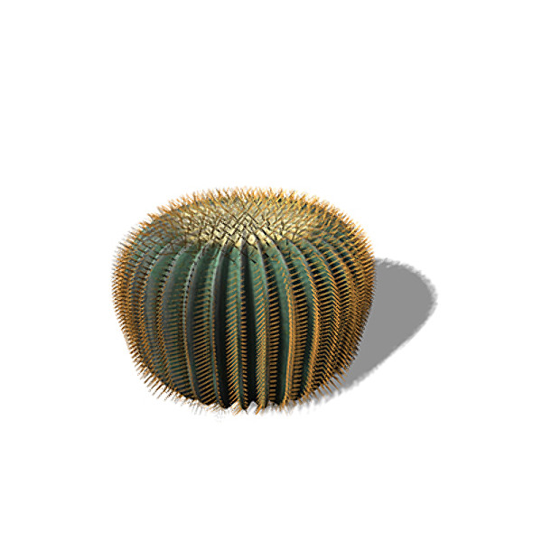 3d max xfrogplants barrel cactus plant - XfrogPlants Barrel Cactus by xfrog