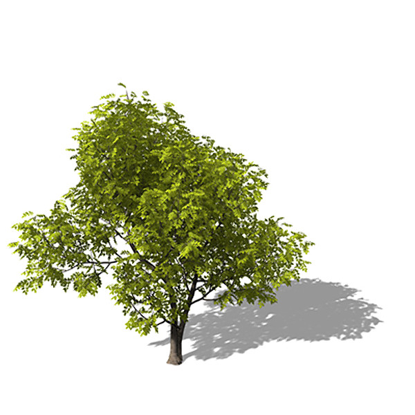 3d model xfrogplants manna ash tree - XfrogPlants Manna Ash by xfrog