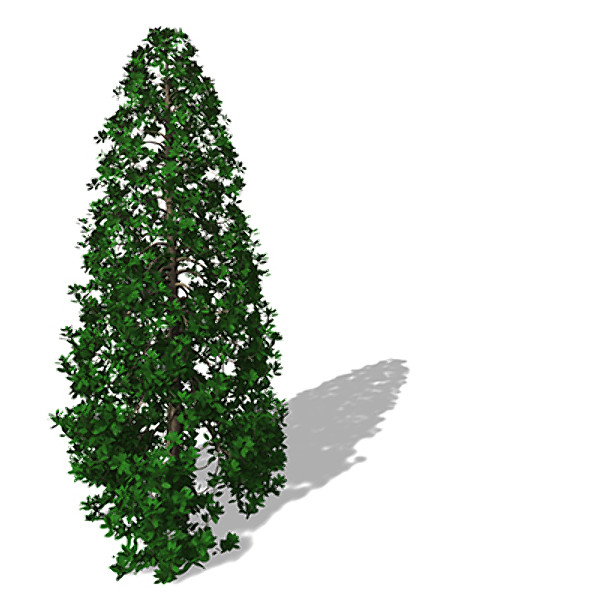 3ds max xfrogplants southern magnolia tree - XfrogPlants Southern Magnolia by xfrog