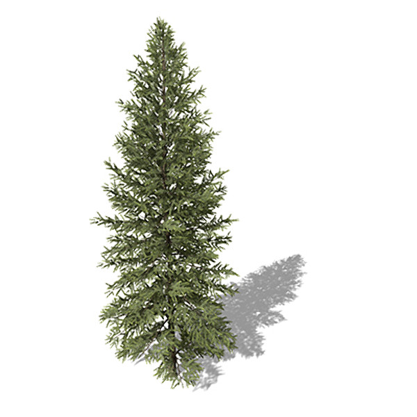 3d model xfrogplants douglas fir tree - XfrogPlants Douglas Fir by xfrog