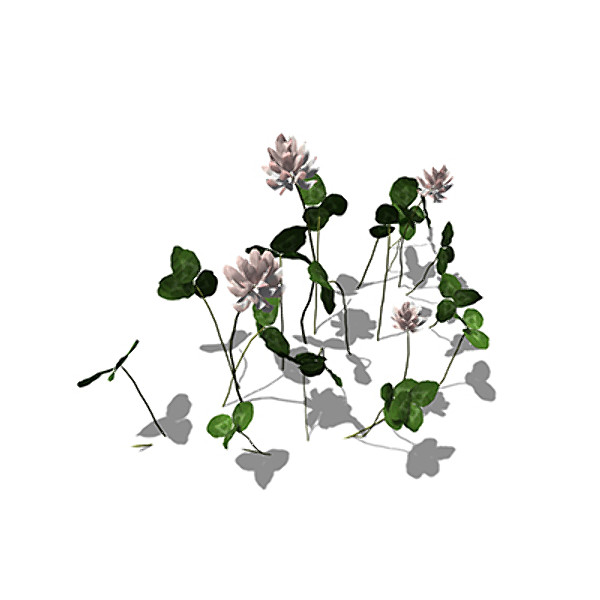 3d model xfrogplants white clover plant - XfrogPlants White Clover by xfrog