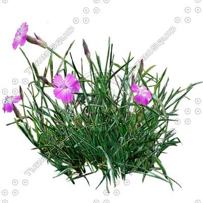 Grass_12.tga