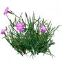 Grass_12.tga